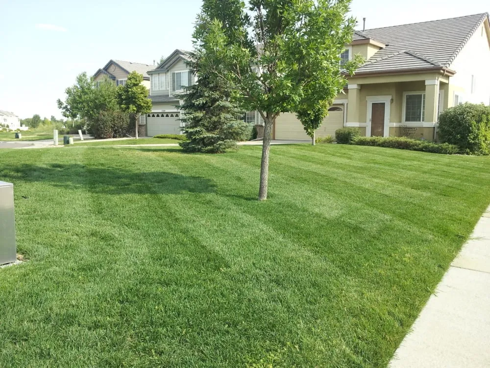 Expert lawn care service for homes across Thornton, CO - United Property Maintenance