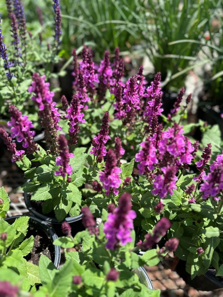 Trusted yard maintenance experts serving Parker, CO - United Property Solutions