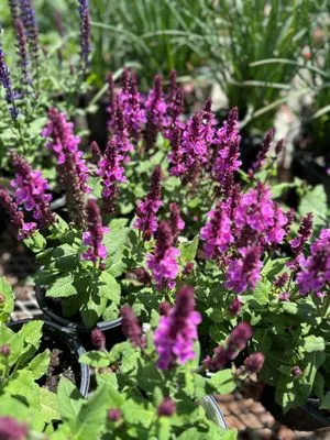 United Property Solutions