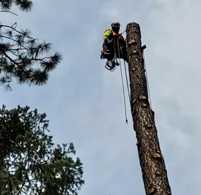 Local garden landscaping for outdoor upgrades across Colton, CA - United Tree & Environmental Management