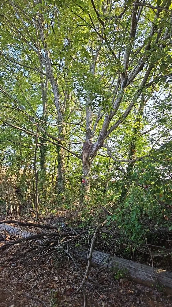 Custom lawn care service in Marietta, GA - United Tree Pro Service