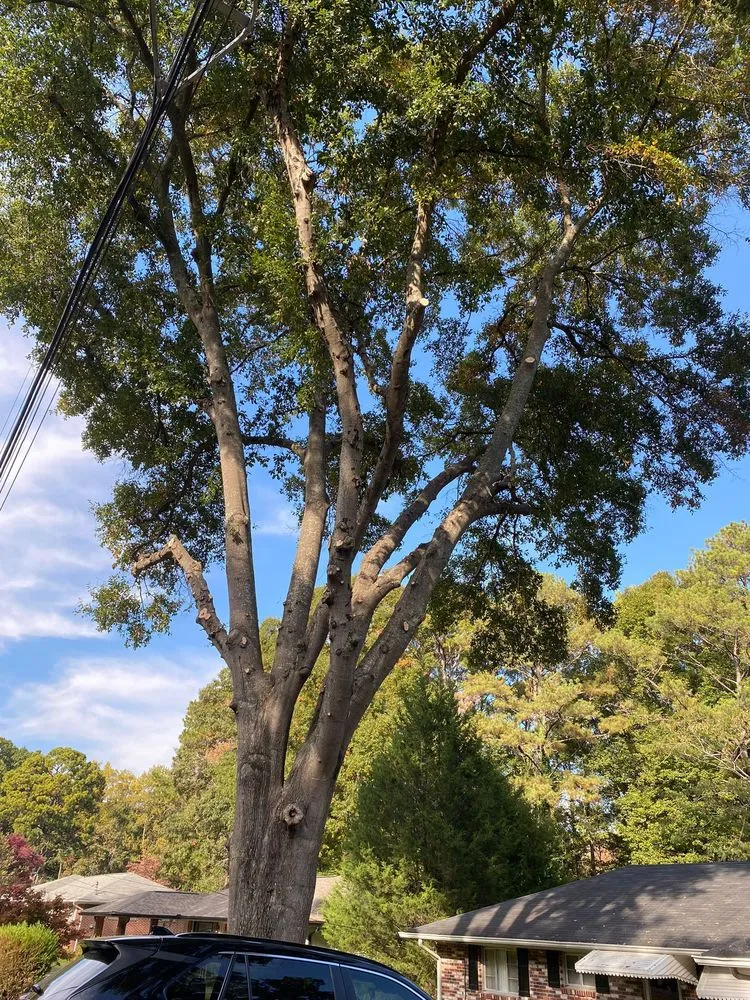 Reliable landscape design in Marietta, GA - United Tree Pro Service