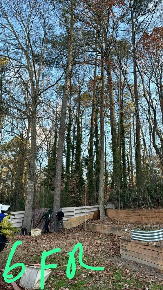 Top-rated lawn care service experts serving Marietta, GA - United Tree Pro Service