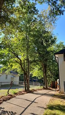 United Tree Pro Service Logo