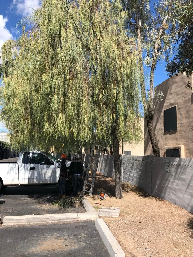 Trusted outdoor landscaping experts serving Paradise Valley, AZ - United Tree Removal And Landscaping