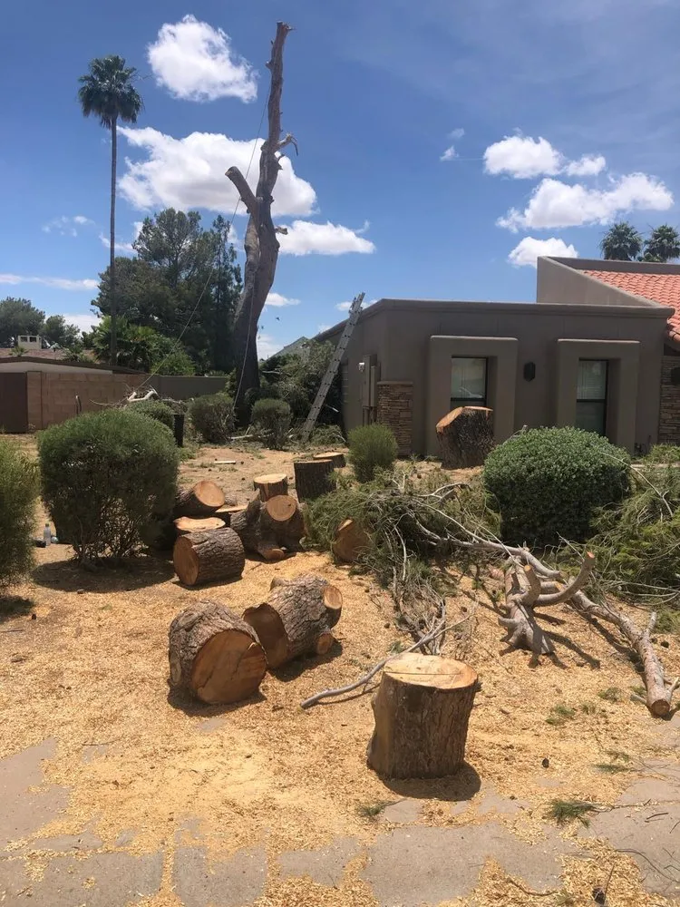 Trusted landscaping services for beautiful yards in Paradise Valley, AZ by United Tree Removal And Landscaping