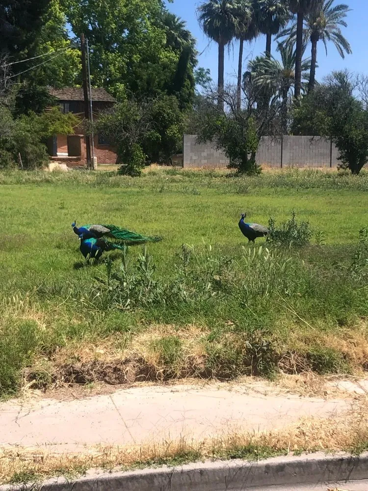 Trusted landscaping services in Paradise Valley, AZ - United Tree Removal And Landscaping