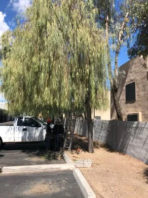 United Tree Removal And Landscaping