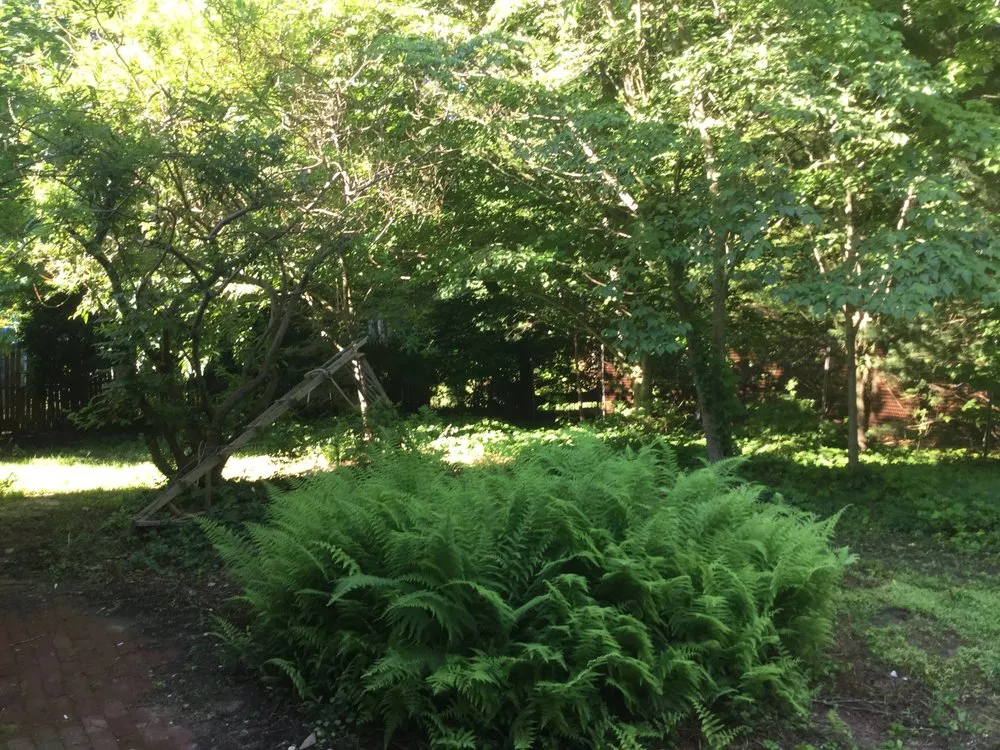 Professional yard maintenance in Morganville, NJ - United Tree Service