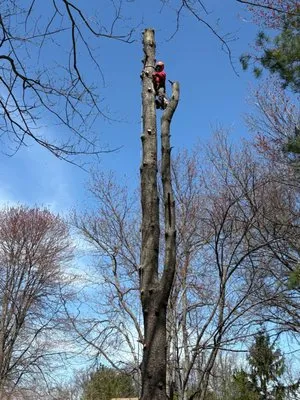 United Tree Service