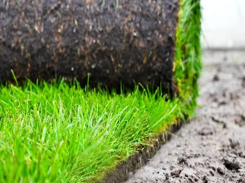 Local lawn care service for year-round maintenance in Port Salerno, FL by Unity Landscape