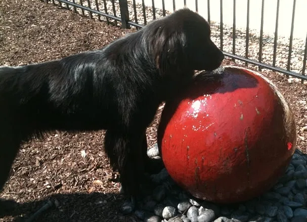 Reliable lawn care service in Lawrenceville, GA by Universal Aquatics