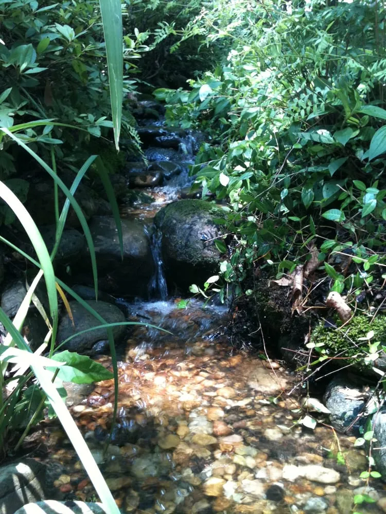 Professional yard cleanup service in Lawrenceville, GA by Universal Aquatics