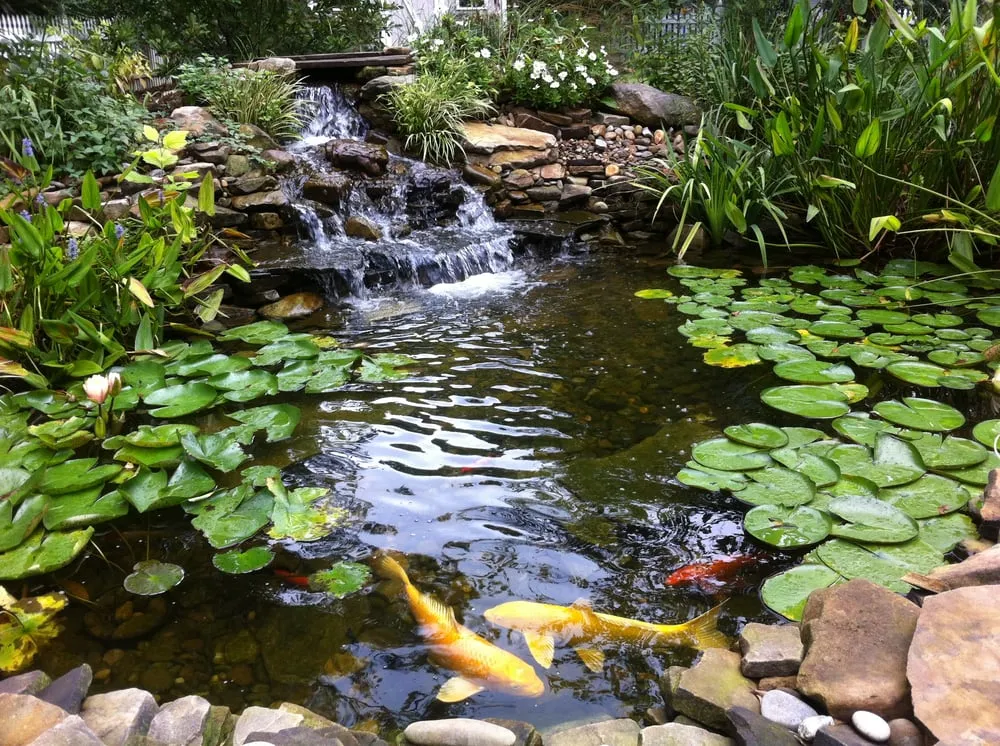 Expert yard cleanup service in Lawrenceville, GA by Universal Aquatics