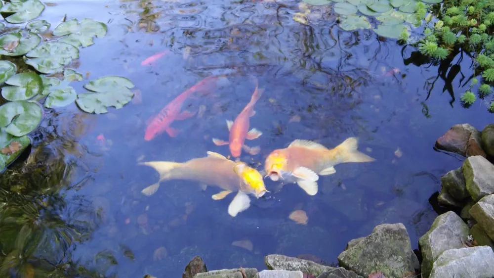 Reliable yard maintenance near you across Lawrenceville, GA - Universal Aquatics