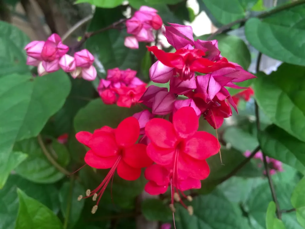 Local landscaping services experts serving Jupiter, FL - Universal Gardening and Design