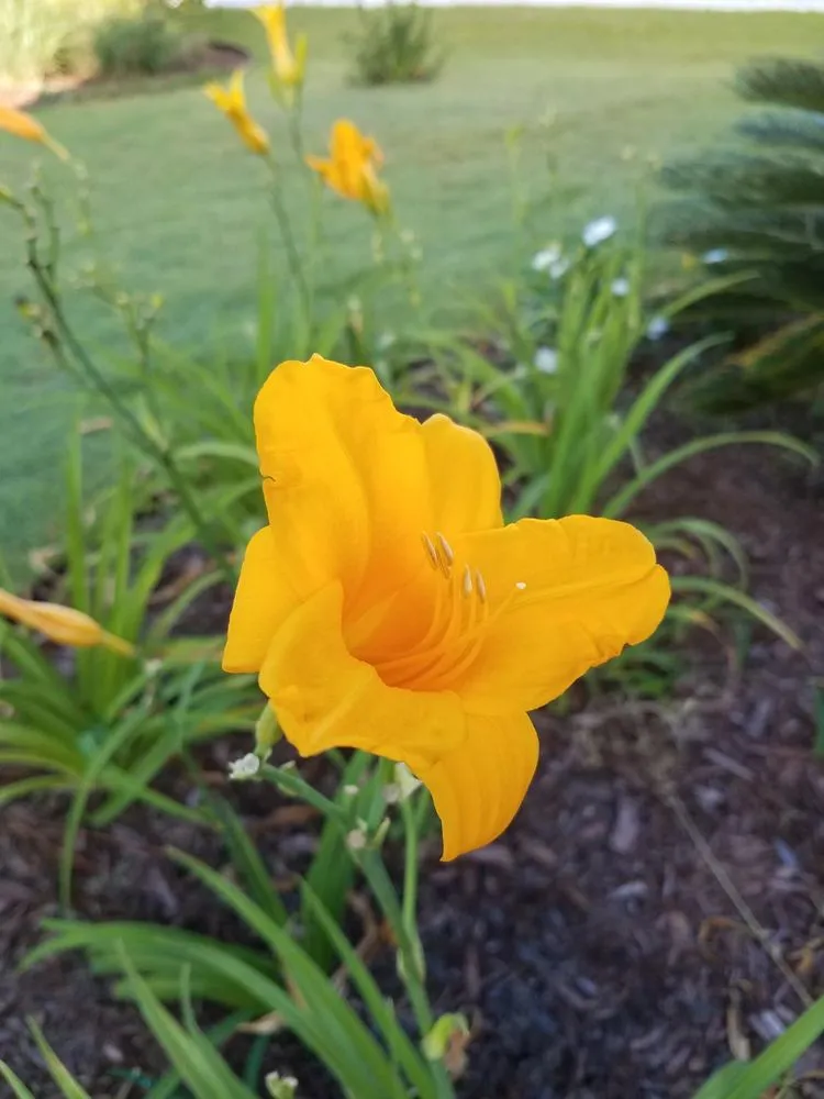 Expert landscape installation in Supply, NC - Universal Green Garden