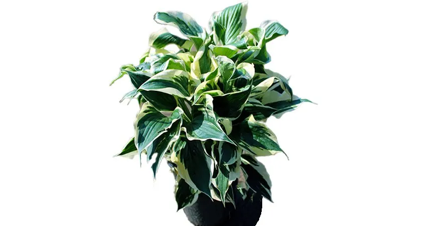 Professional outdoor landscaping for year-round maintenance across Supply, NC - Universal Green Garden