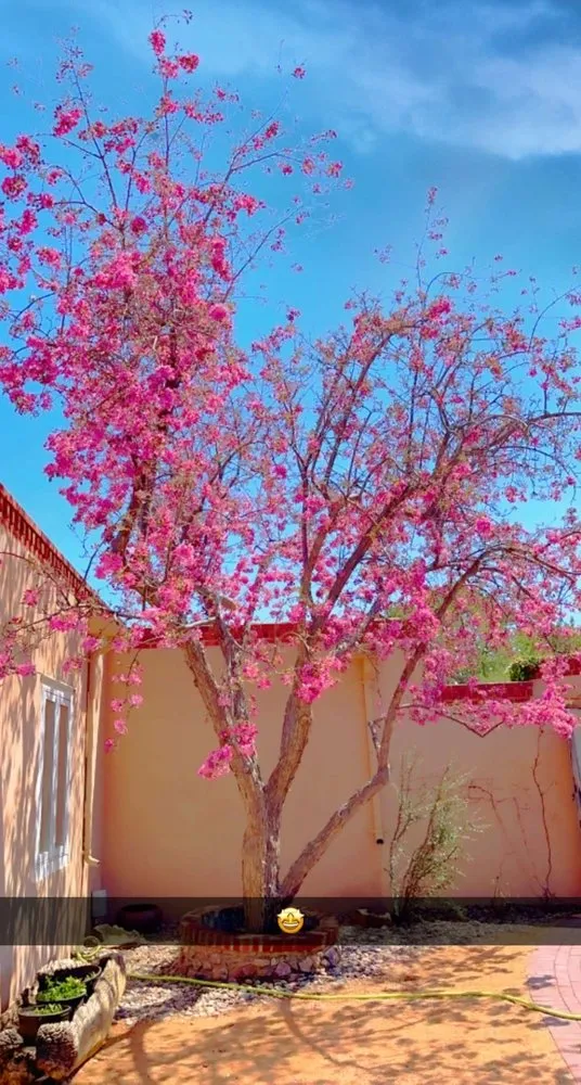 Professional lawn care service experts serving Santa Fe, NM - Universal Landscaping