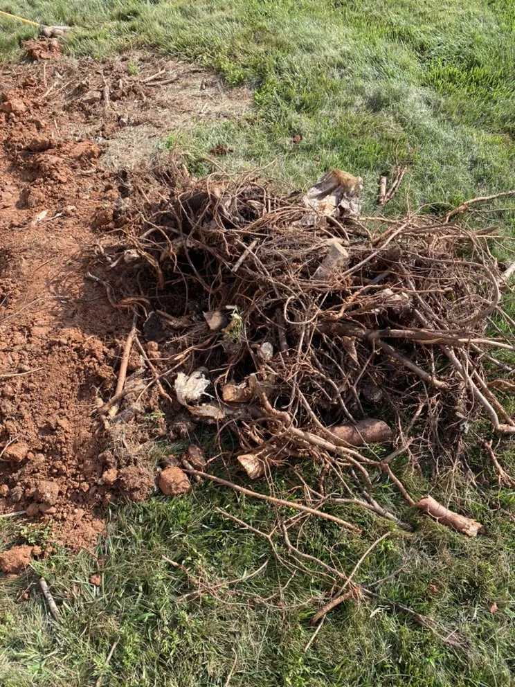 Professional residential landscaping in Silver Spring, MD by Universal Lawn Care