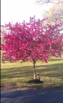 Universal Lawn Care Logo