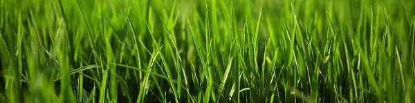 University Lawn & Shrub Care Service