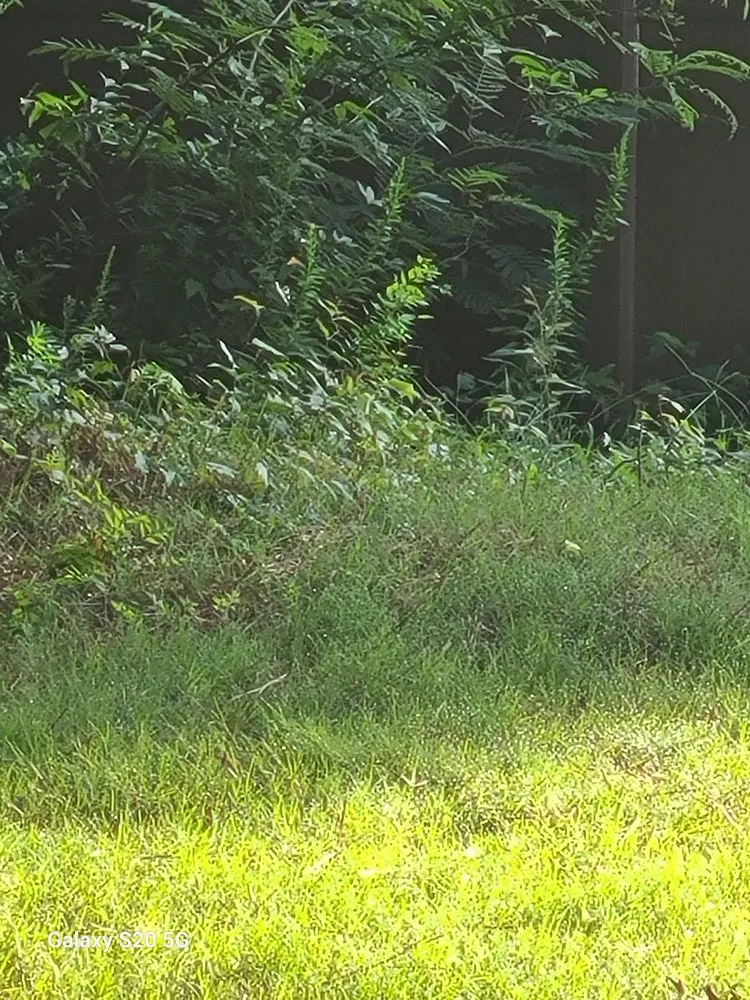 Expert yard cleanup service with custom design in Conyers, GA by Unlimited Lawn Care