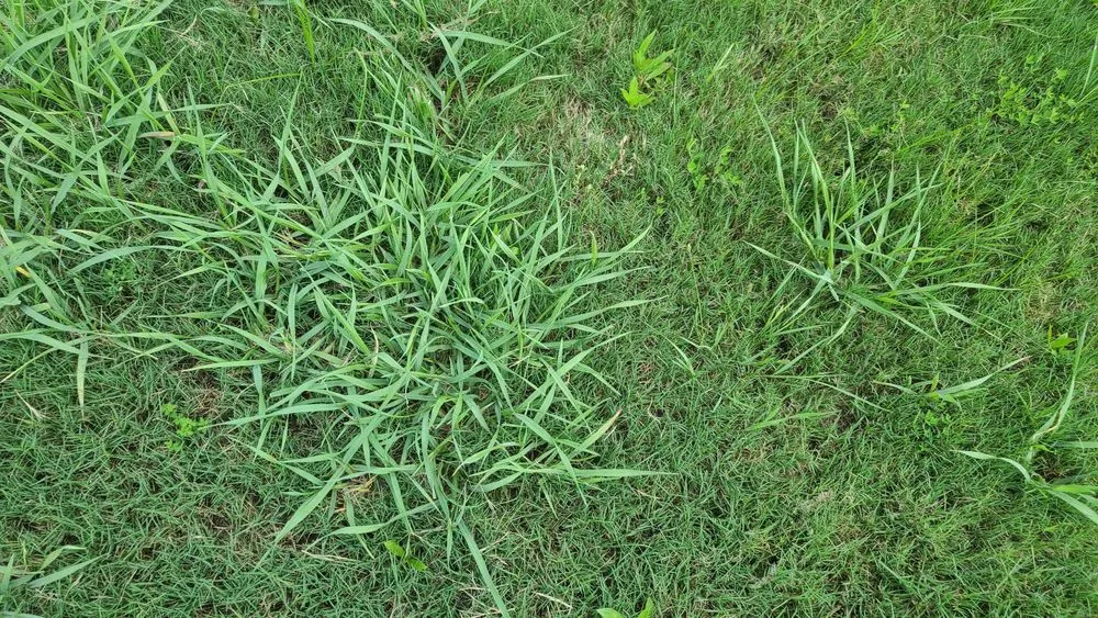 Local yard maintenance near you across Conyers, GA - Unlimited Lawn Care