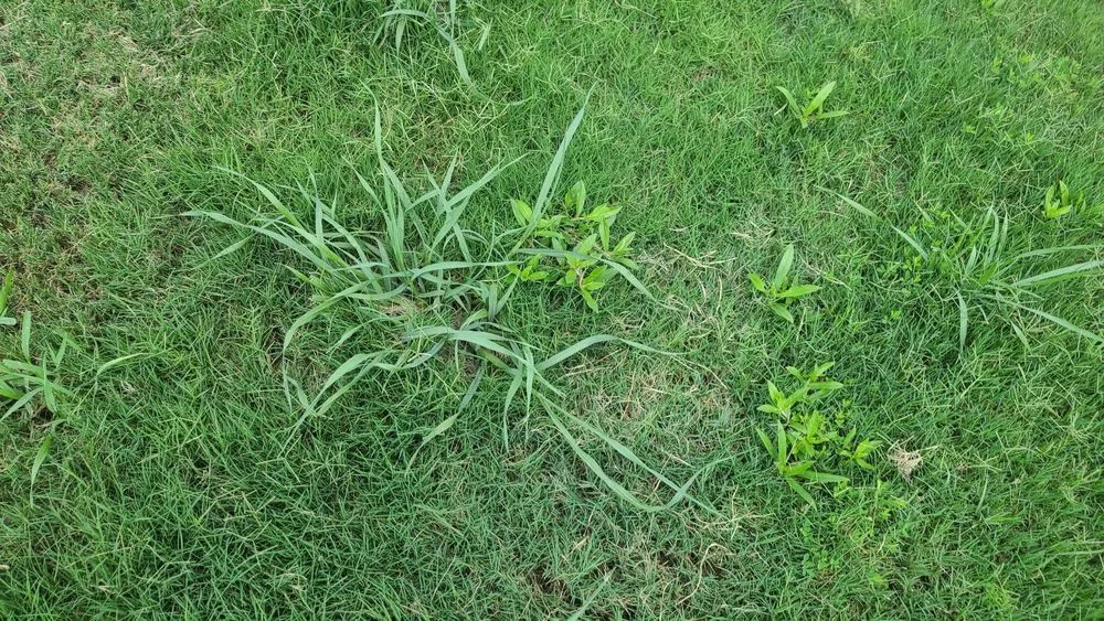 Affordable landscaping services experts serving Conyers, GA - Unlimited Lawn Care