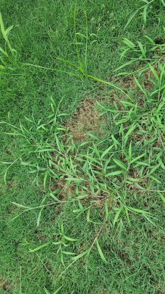 Top-rated yard cleanup service for year-round maintenance across Conyers, GA - Unlimited Lawn Care