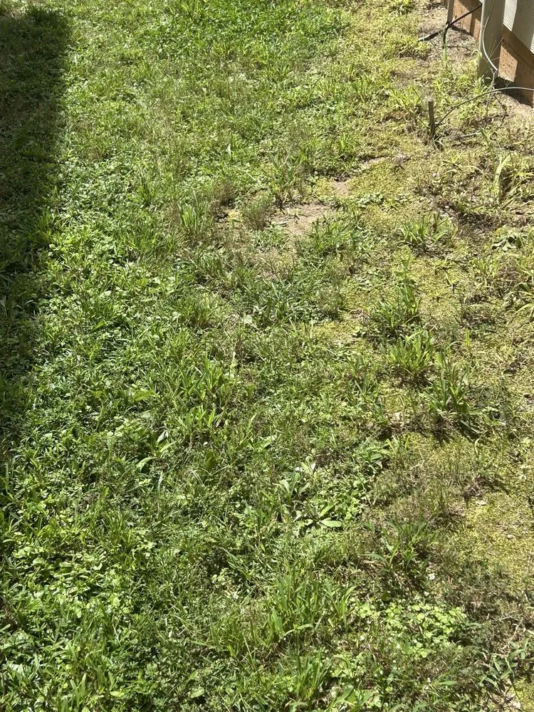 Trusted landscaping services in Newnan, GA by Unlimited Lawn Care