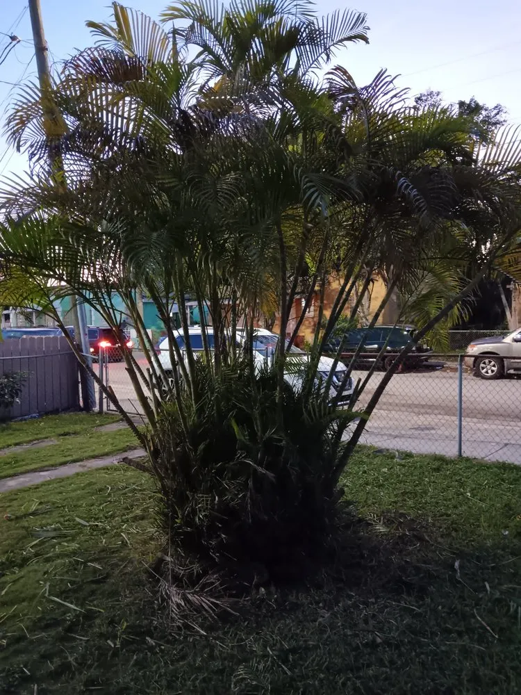 Trusted residential landscaping experts serving Miami, FL - Unlimited Lawns