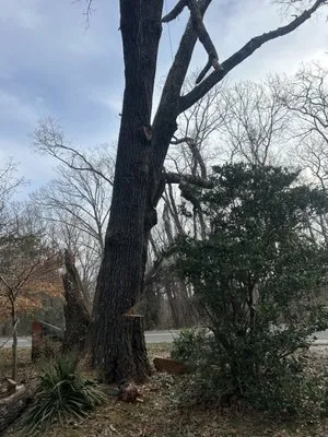 Up and Above Outdoor Services Logo