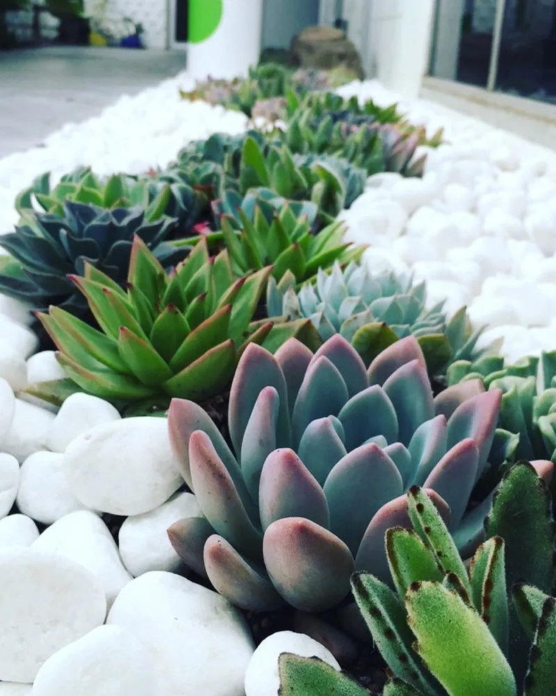 Affordable lawn care service for year-round maintenance in Fairview, TN by Upcountry Plant + Design