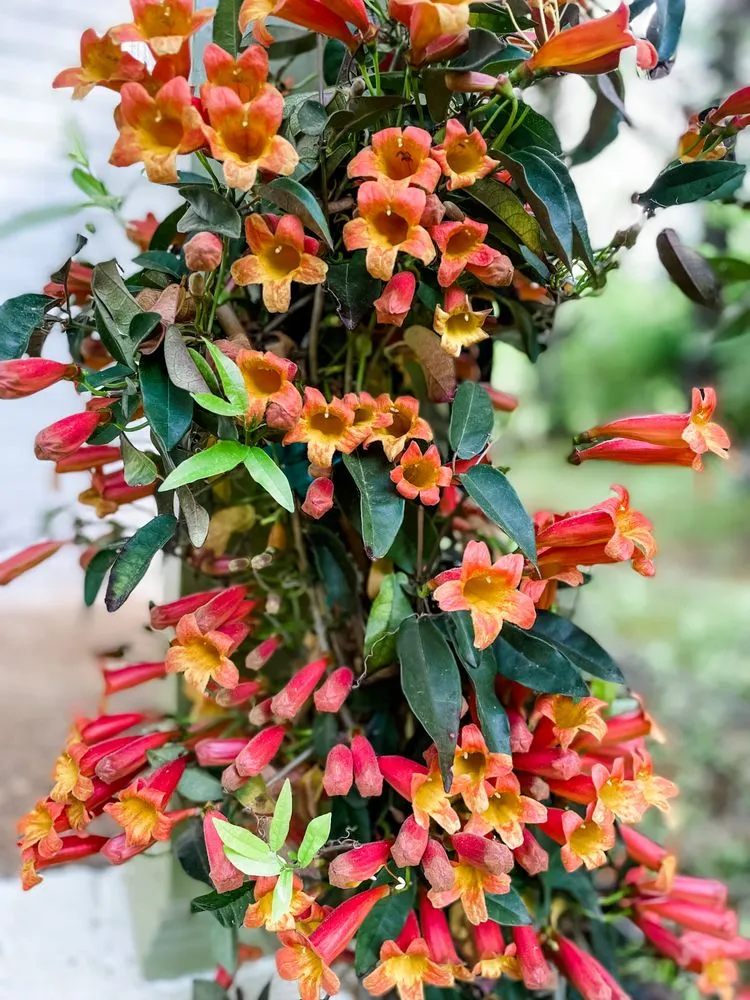 Affordable garden landscaping in Fairview, TN by Upcountry Plant + Design