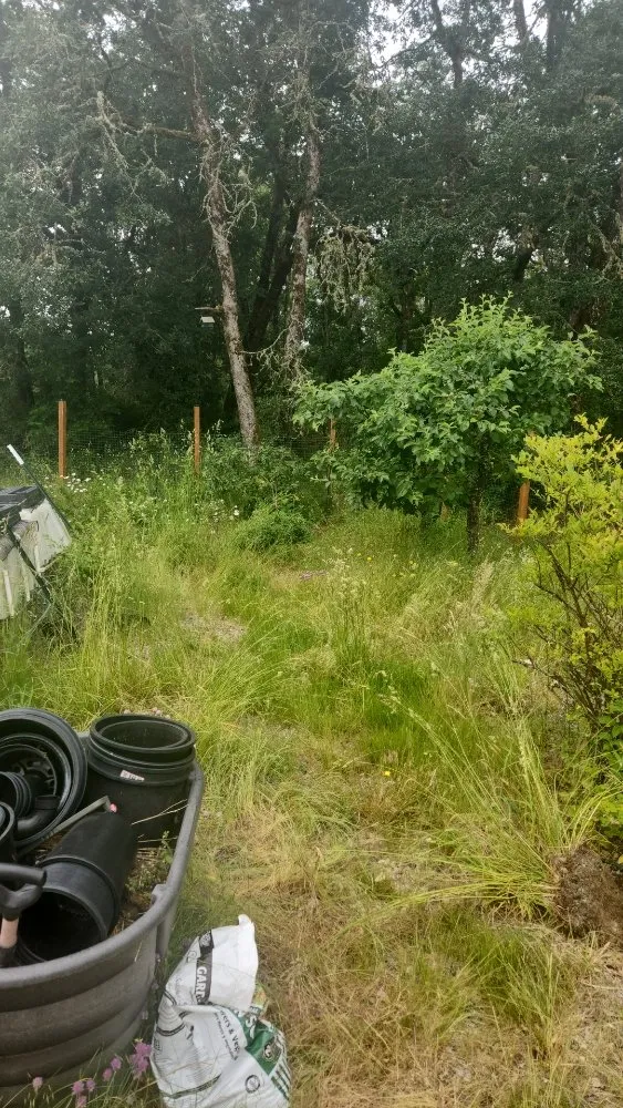 Affordable yard cleanup service for year-round maintenance in Tenino, WA by Upkeep Home Services