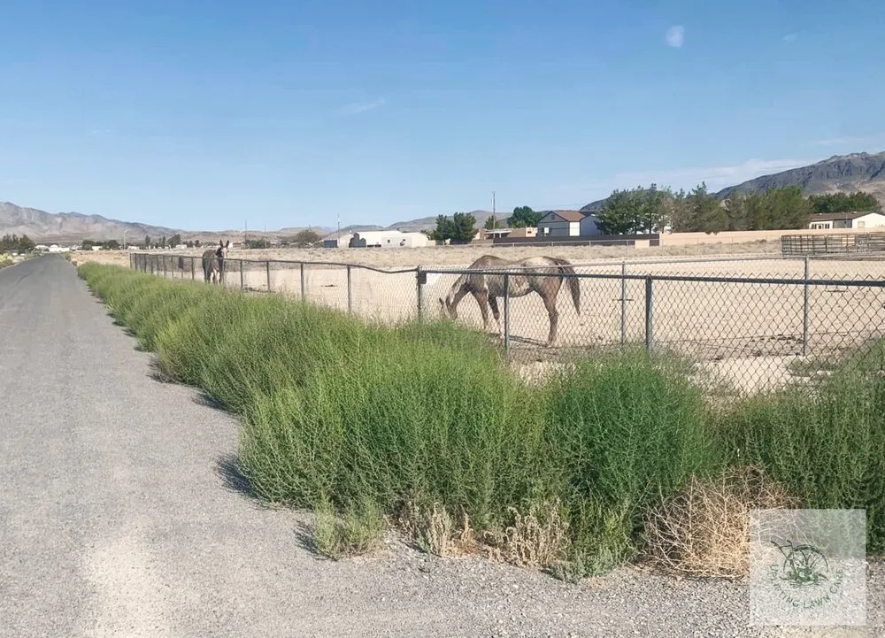 Reliable outdoor landscaping experts serving Pahrump, NV - Uplifting Landscape N Lawncare