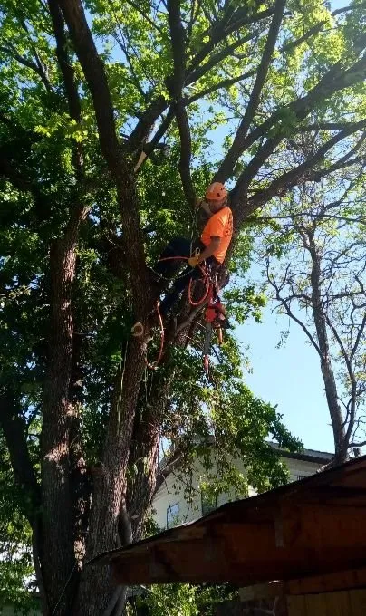 Top-rated residential landscaping experts serving Hulbert, OK - Upper Cuts Tree Services and Stump Grinding