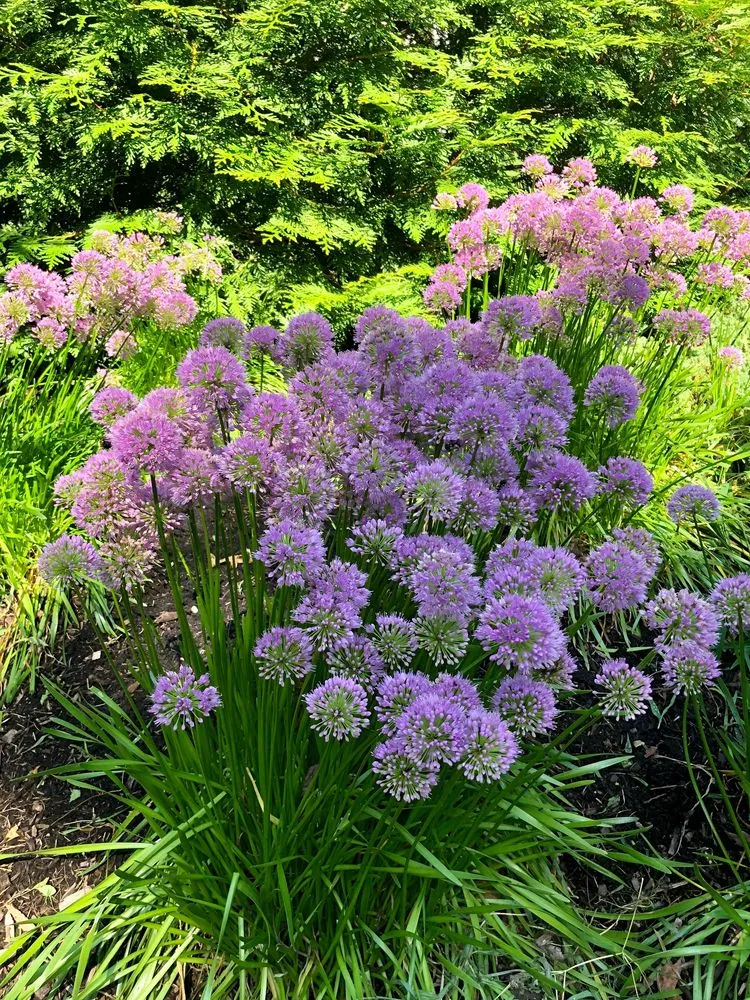 Expert landscape installation in Montclair, NJ by Upper Mountain Lawn Service