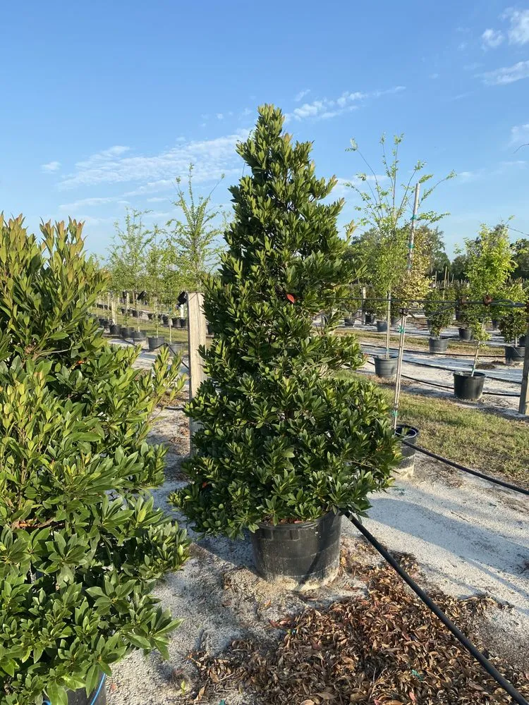 Local garden landscaping for year-round maintenance across Ruskin, FL - Upright Trees