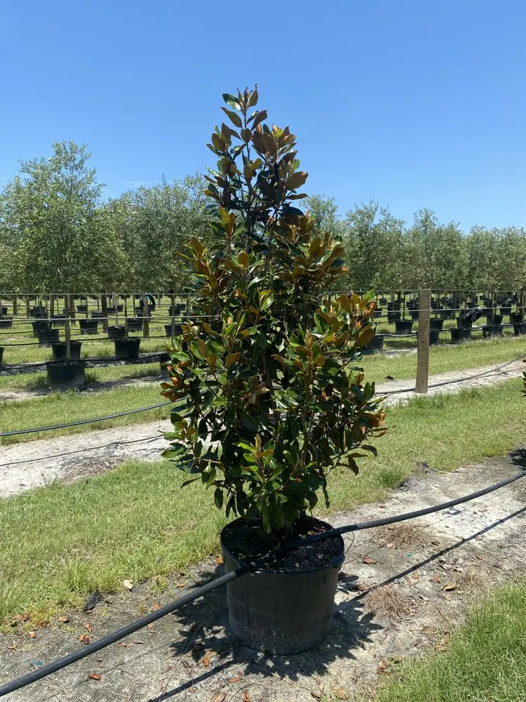 Custom landscape design in Ruskin, FL by Upright Trees