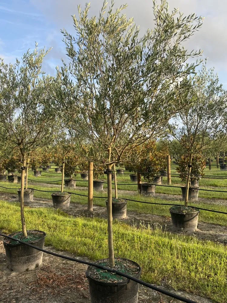 Affordable lawn mowing service for outdoor upgrades across Ruskin, FL - Upright Trees