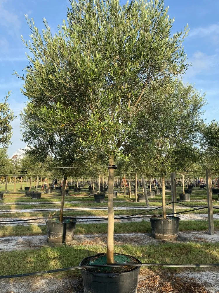 Top-rated lawn care service in Ruskin, FL - Upright Trees