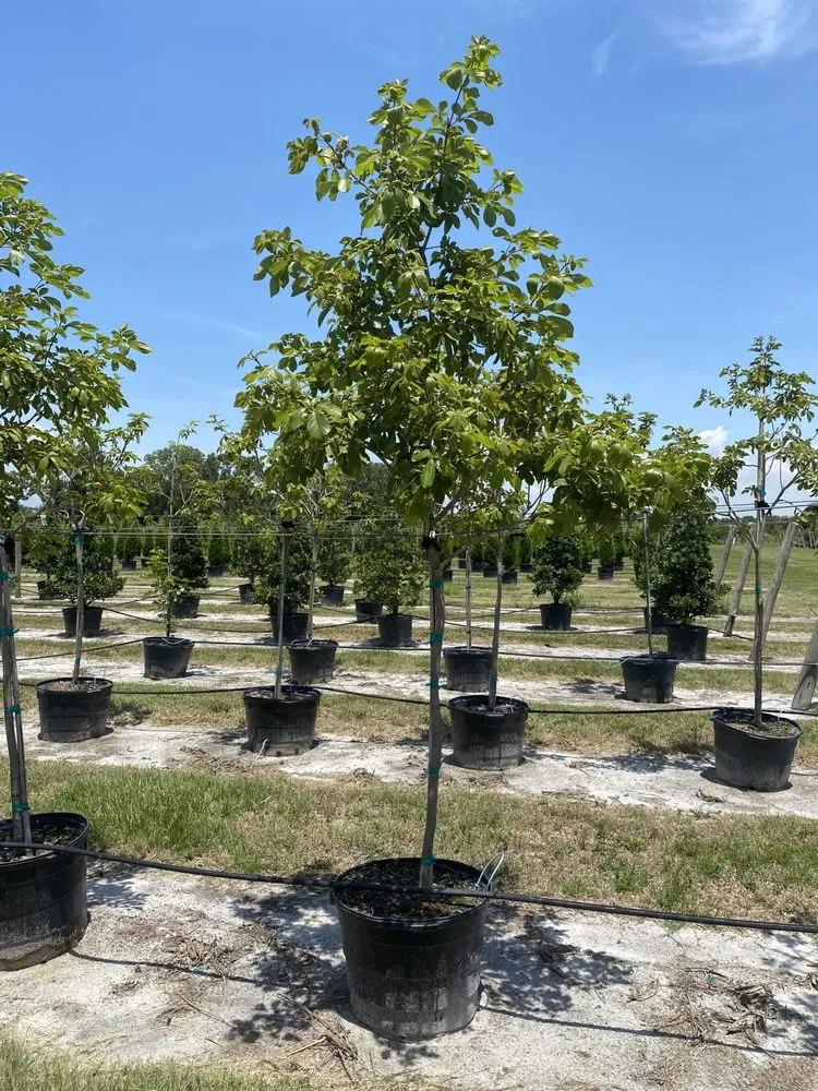 Trusted landscaping services for year-round maintenance across Ruskin, FL - Upright Trees