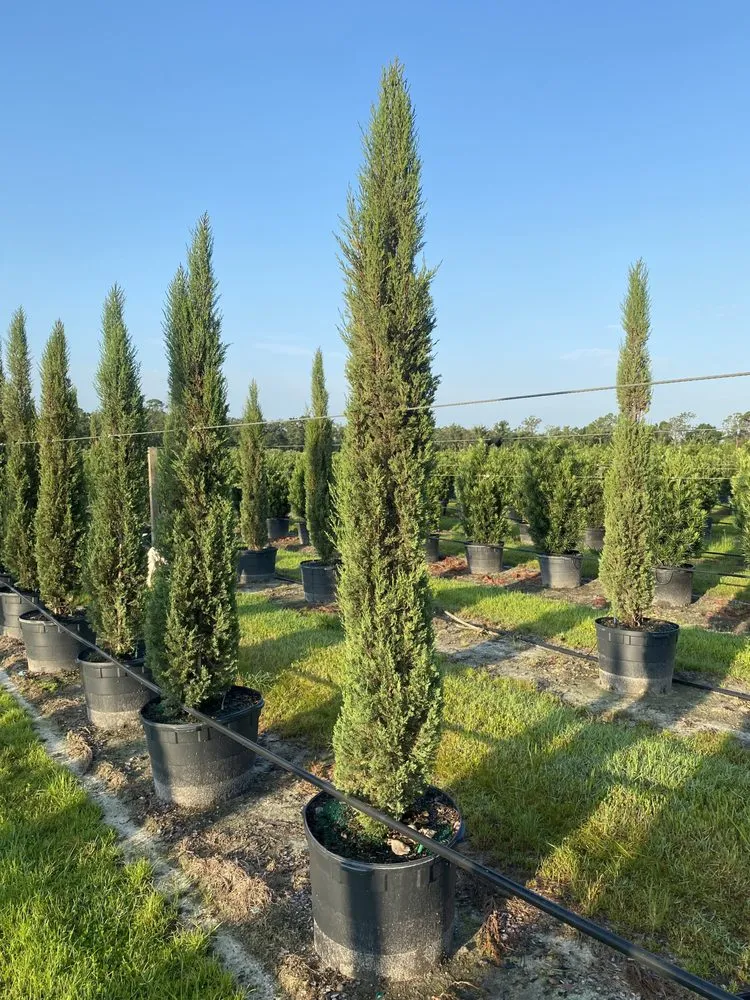 Custom residential landscaping for outdoor upgrades across Ruskin, FL - Upright Trees