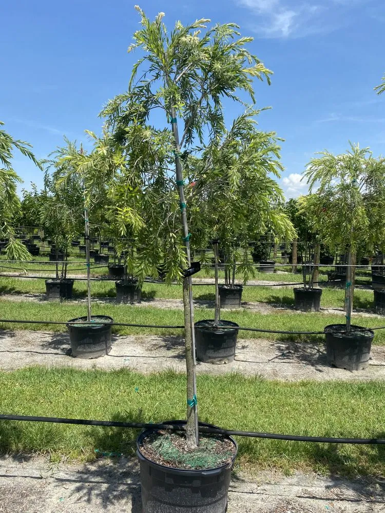 Expert yard cleanup service experts serving Ruskin, FL - Upright Trees