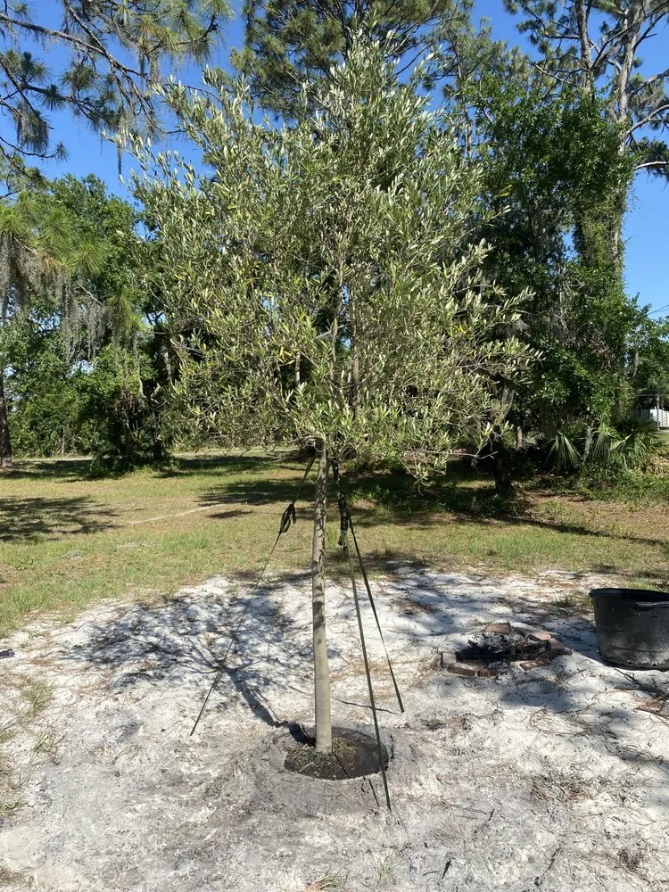 Expert yard maintenance for year-round maintenance in Ruskin, FL by Upright Trees