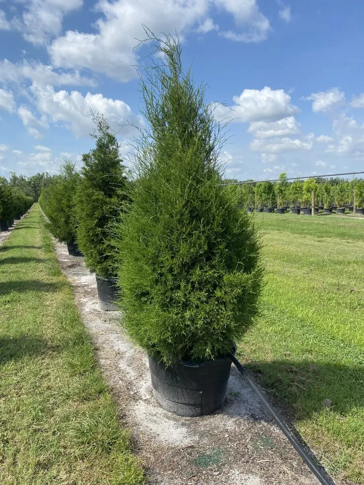 Affordable lawn mowing service for beautiful yards across Ruskin, FL - Upright Trees