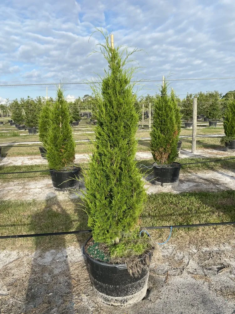 Professional residential landscaping for outdoor upgrades across Ruskin, FL - Upright Trees