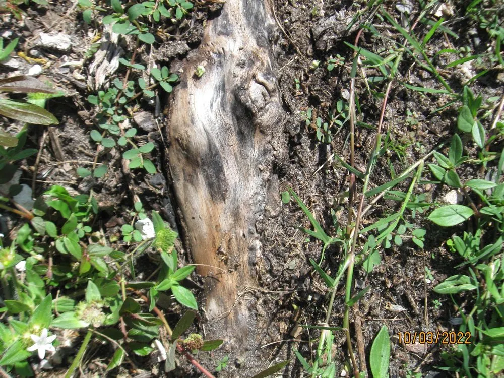 Expert outdoor landscaping in Cocoa, FL - Uprooted Tree & Lawn Care